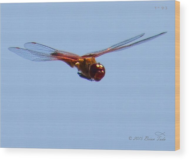 Dragonfly Wood Print featuring the photograph Dragonfly In Flight Close Up by Brian Tada