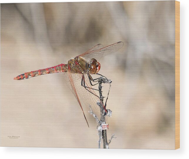 Dragonfly Wood Print featuring the photograph Dragonfly Resting by Judi Dressler