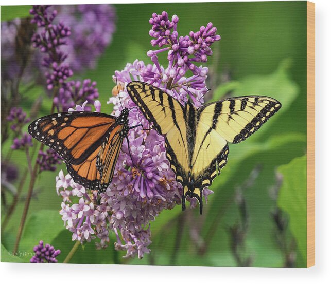 Flower Wood Print featuring the photograph Early Summer Magic by Jody Partin