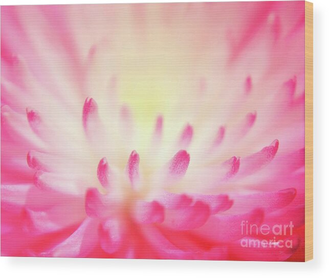 Flower Wood Print featuring the photograph Effervescence by Aimelle Ml