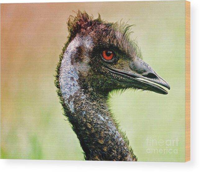 Bird Wood Print featuring the photograph Emu Love by Michael Cinnamond