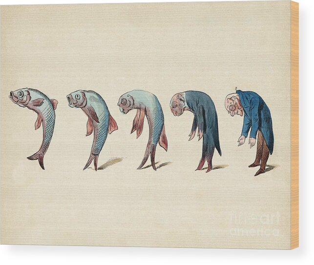 Evolution Of Fish Into Old Man, C. 1870 Wood Print