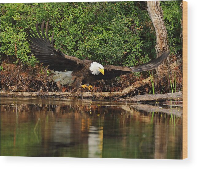 Eagle Wood Print featuring the photograph Eye on the Fish by Duane Cross