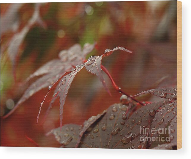 Leaf Wood Print featuring the photograph Fall Rain by Les Greenwood