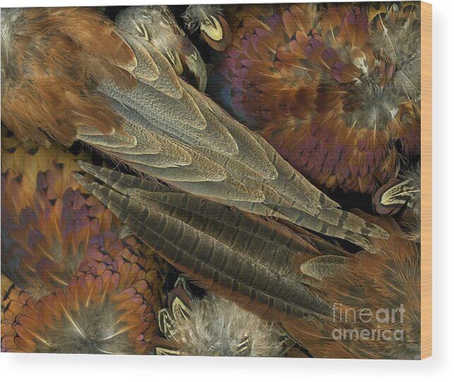 Pheasant Wood Print featuring the photograph Featherdance by Christian Slanec