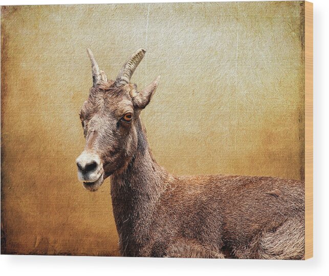 Bighorn Sheep Wood Print featuring the photograph Female Bighorn Sheep by Judy Vincent