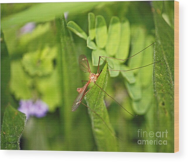 Mosquito Wood Print featuring the photograph Female Mosquito by Terri Mills
