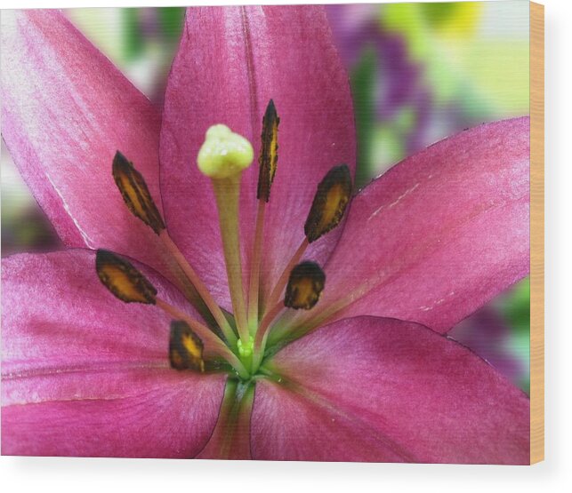 Flowers Wood Print featuring the photograph Five Points by Carlos Avila