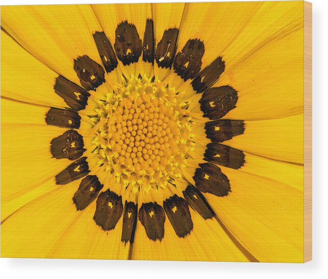 Yellow Wood Print featuring the photograph Flora Sunshine by Bruce Pritchett