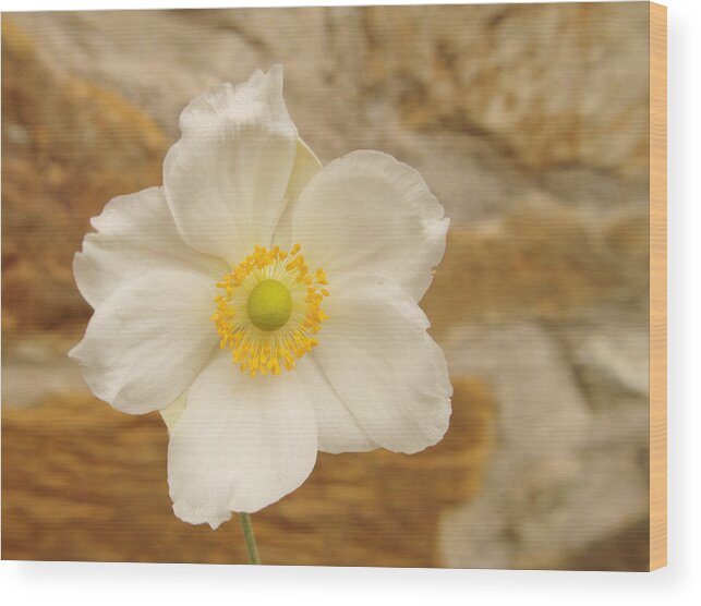 Flower Wood Print featuring the photograph Anemone and Stone Wall by Adrian Wale