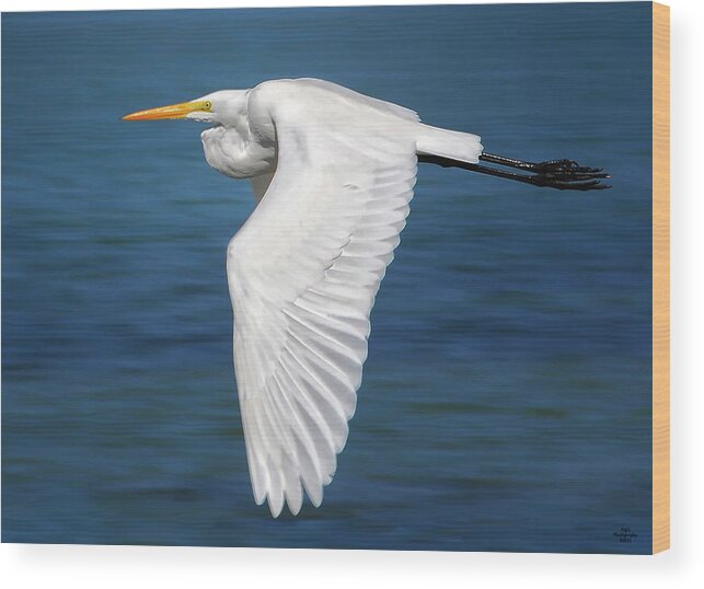 Flying Egret Wood Print featuring the photograph Flying White Egret by Peg Runyan
