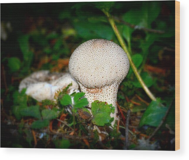 Mushroom Wood Print featuring the photograph Forest Floor Mushroom by Lori Seaman