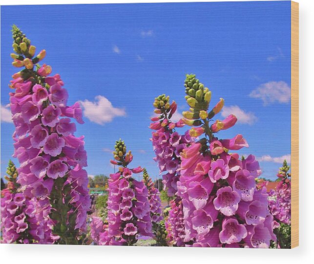 Foxglove Wood Print featuring the photograph Foxglove Dancing in the Wind by Sharon Ackley