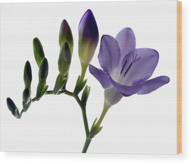 Freesia Wood Print featuring the photograph Fresh Freesia by Terence Davis