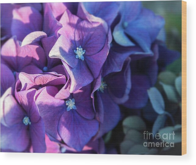 Hydrangea Wood Print featuring the photograph From Light to Dark by Carol Lloyd