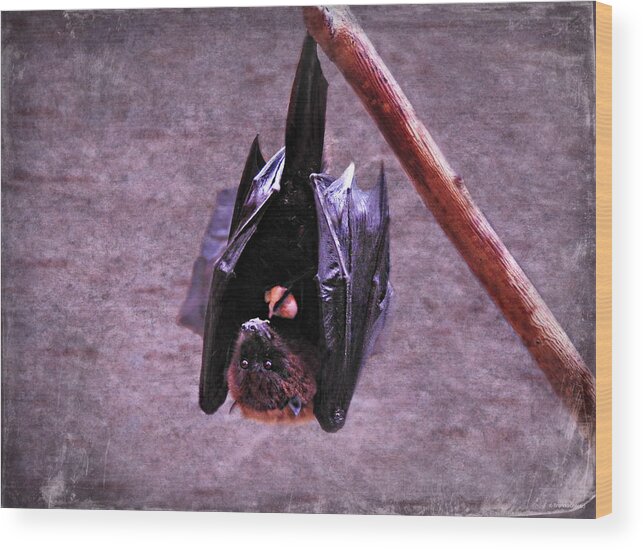 Fruit Bat Wood Print featuring the photograph Fruit Bat by Dark Whimsy