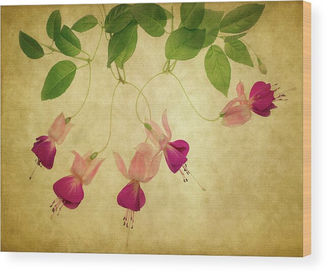 Fuchsia Wood Print featuring the photograph Fuchsia #1 by Rebecca Cozart