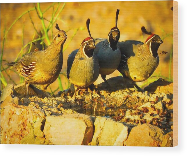 Arizona Wood Print featuring the photograph Gambel's Quail Foursome by Judy Kennedy