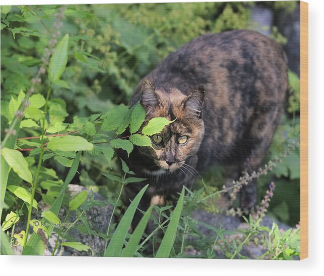 Cat Wood Print featuring the photograph Garden Cat on the Hunt by Kae Cheatham