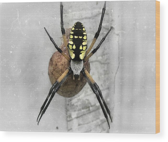 Spider Wood Print featuring the photograph Garden Spider by Amber Flowers