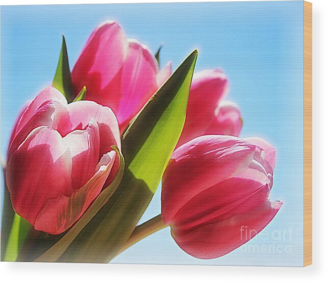 Tulips Wood Print featuring the photograph Glow by Clare Bevan