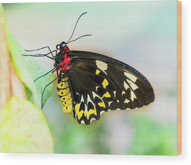 Troides Rhadamantus Wood Print featuring the photograph Golden Birdwing Butterfly - Troides Rhadamantus by Cristina Stefan