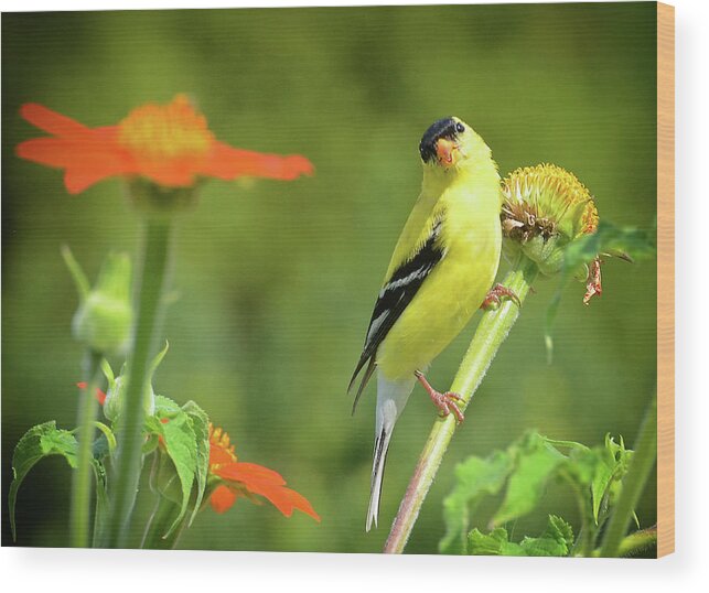 Goldfinch Wood Print featuring the photograph Goldfinch Feeding in a Garden by Rodney Campbell