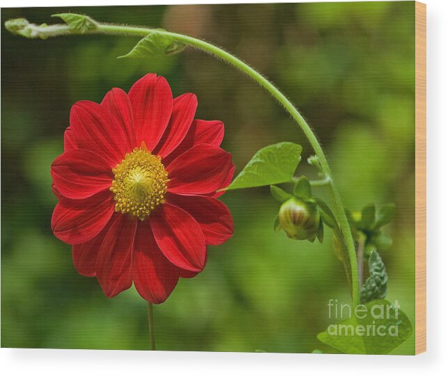 Flower Wood Print featuring the photograph Graceful Red by Robert Pilkington