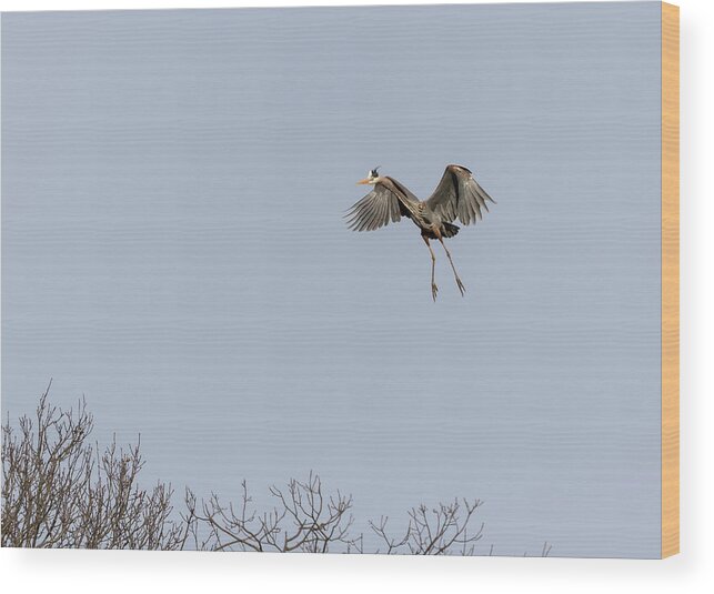 Great Blue Heron Wood Print featuring the photograph Great Blue Heron 2015-14 by Thomas Young