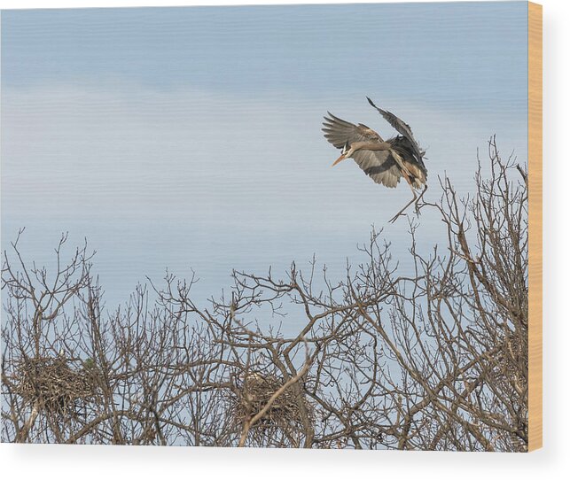 Great Blue Heron Wood Print featuring the photograph Great Blue Heron 2015-16 by Thomas Young