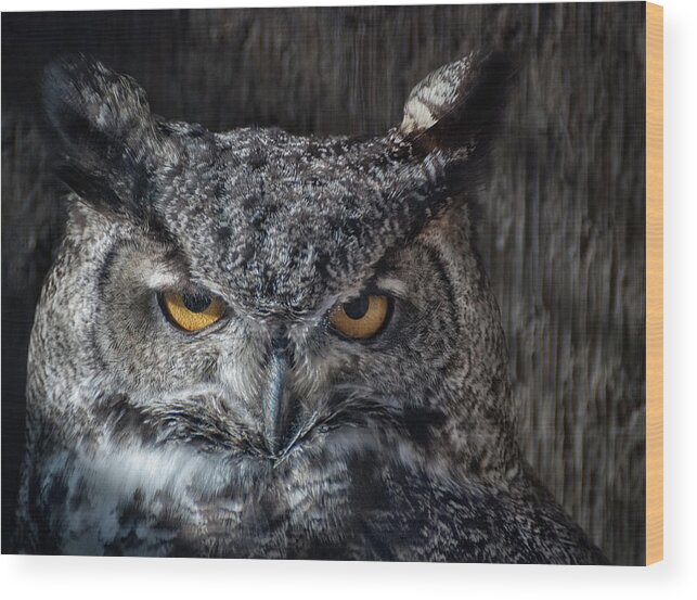 Animal Ark Wood Print featuring the photograph Great Horned Owl by Rick Mosher