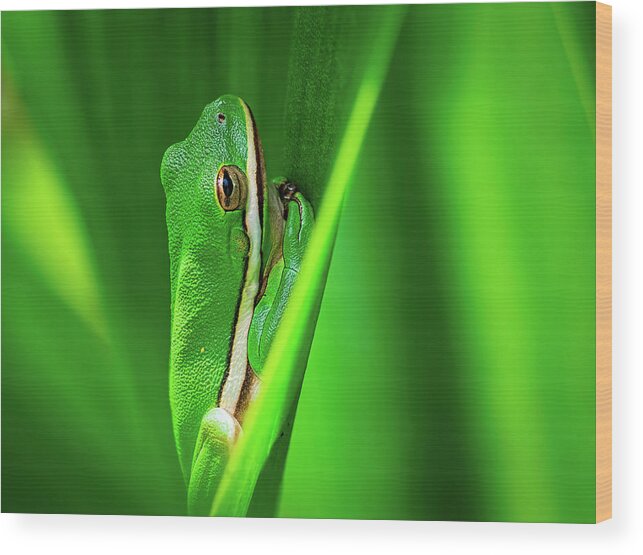 Frog Wood Print featuring the photograph Green Frog in Vegetation by Brad Boland