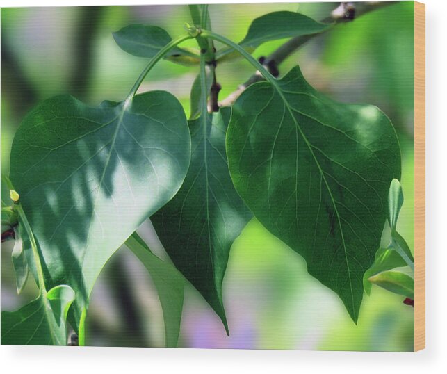 Green Wood Print featuring the photograph Green Leaves 2 by Johanna Hurmerinta