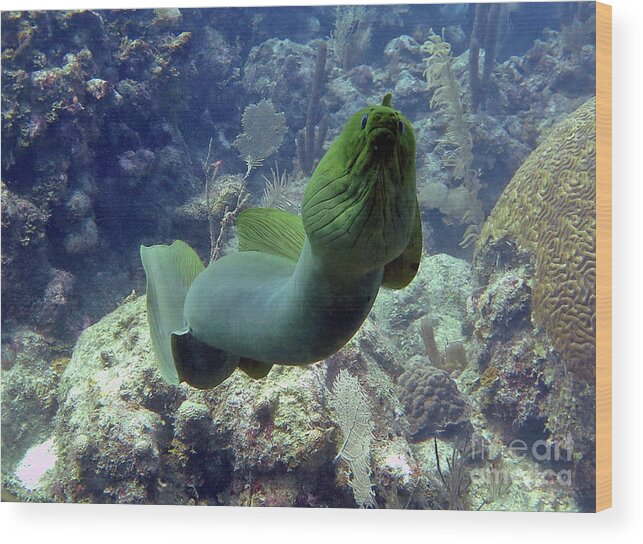 Underwater Wood Print featuring the photograph Green Moray by Daryl Duda