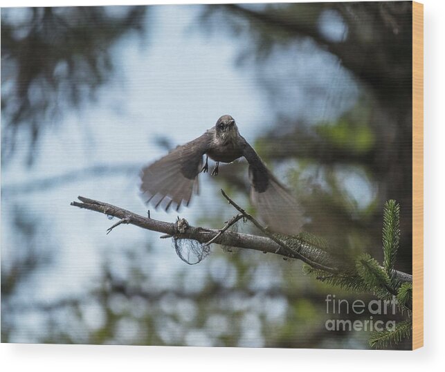 Grey Jay Wood Print featuring the photograph Grey Jay Flying by Eva Lechner