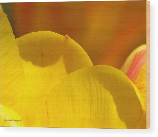 Tulip Wood Print featuring the photograph Here Within The Heart of Spring by Roxy Riou