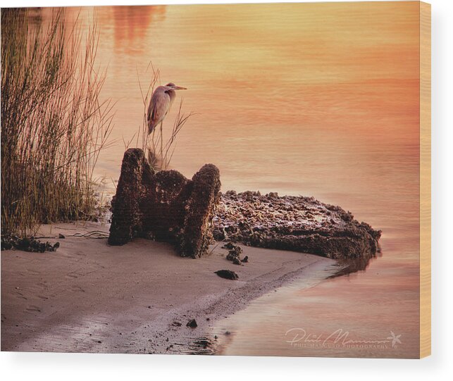  Wood Print featuring the photograph Heron On The Rocks by Phil Mancuso
