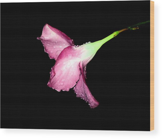 Landscape Wood Print featuring the photograph Hibiscus with Morning Dew by Morgan Carter