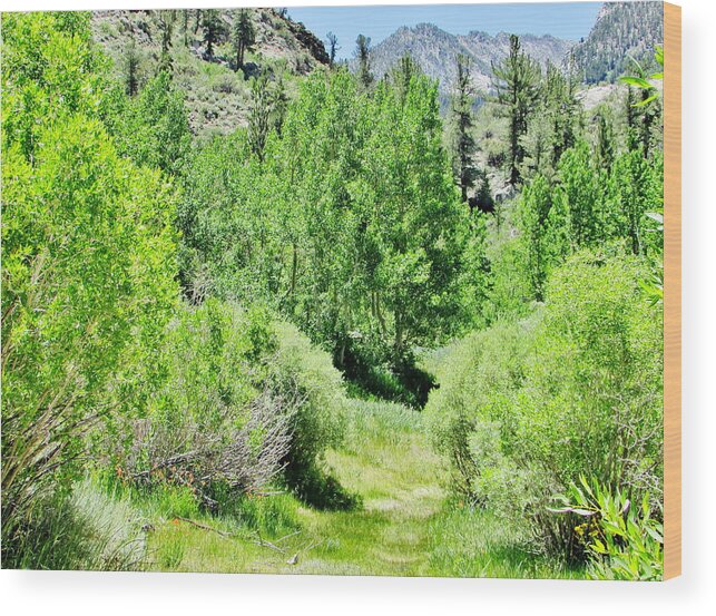 Sky Wood Print featuring the photograph High Sierra Summer by Marilyn Diaz