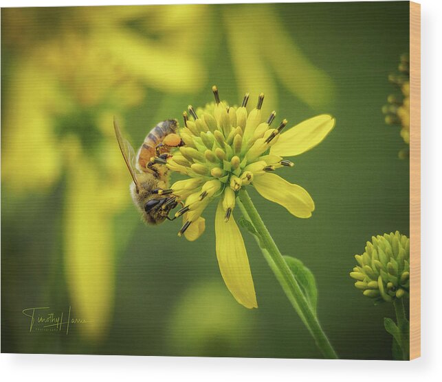 Honey Bee Green Yellow Pollen Kentucky Wood Print featuring the photograph Honeybee 21 by Timothy Harris
