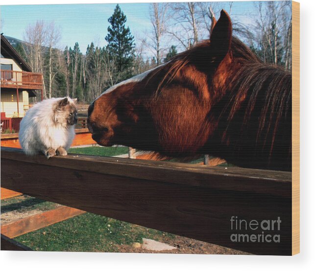 Usa Wood Print featuring the photograph Horse and Cat Nuzzle by Thomas R Fletcher
