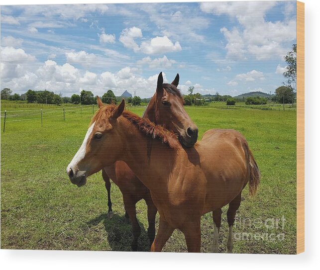 Horses Wood Print featuring the photograph Horse Cuddles by Cassy Allsworth