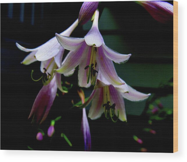 Purple Blossoms Wood Print featuring the photograph Hostas Blossoms by Linda Stern