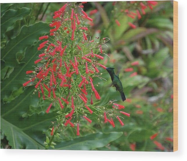 Alabama Photographer Wood Print featuring the digital art Humming Bird and Red Flowers by Michael Thomas