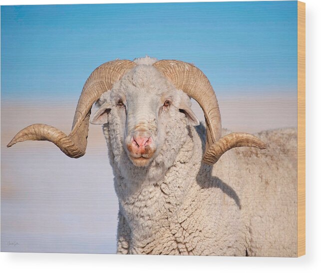 Ram Wood Print featuring the photograph In Charge by Amanda Smith