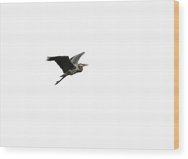 Great Blue Heron Wood Print featuring the photograph Isolated Great Blue Heron 2015-3 by Thomas Young