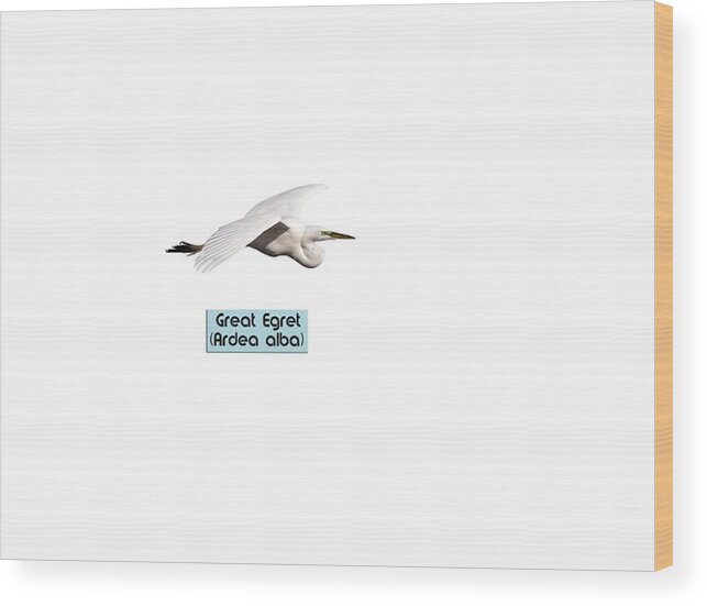 Great Egret Wood Print featuring the photograph Isolated Great Egret 2018-1 by Thomas Young