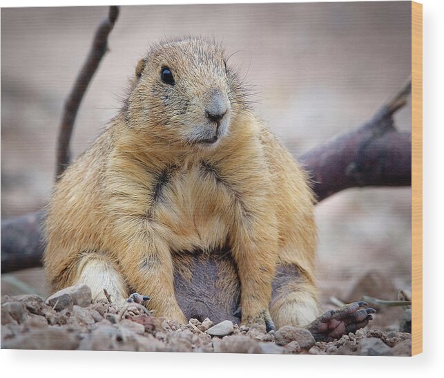 Prairie Dogs Wood Print featuring the photograph It's One Of Them Days by Elaine Malott