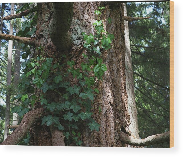 Ivy Wood Print featuring the photograph Ivy On The Hemlock by Jeanette C Landstrom