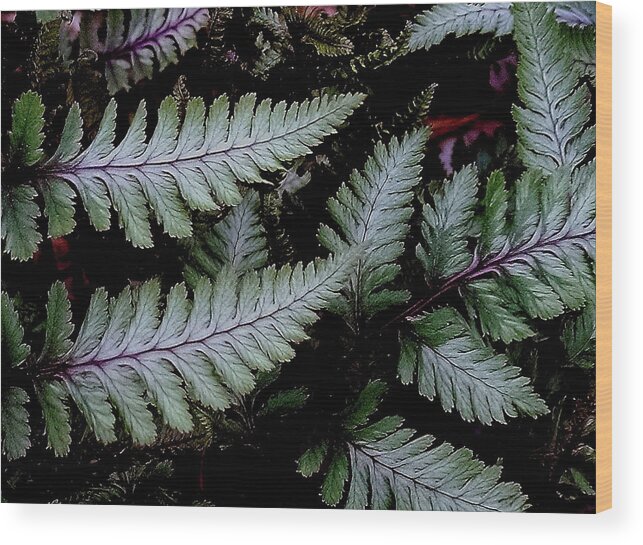 Japanese Painted Fern Wood Print featuring the photograph Japanese Painted Fern by Allen Nice-Webb